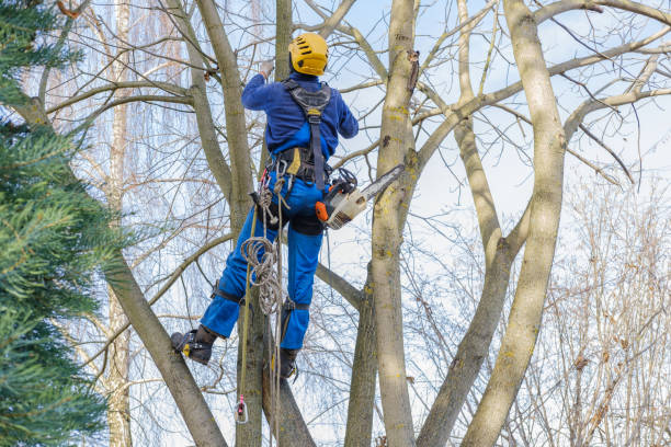 Princeton, KY Tree Removal Company